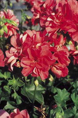 Photos von Blumenvarianten benutzt als: Beet, Terrasse, Ampel Pelargonium peltatum pac® Apricot