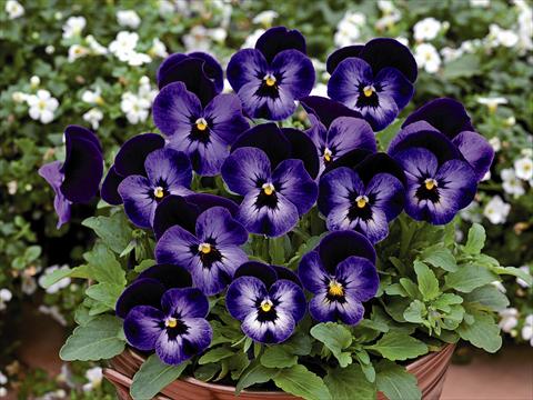 Photos von Blumenvarianten benutzt als: Topf und Beet Viola cornuta Lady Violetto Blu