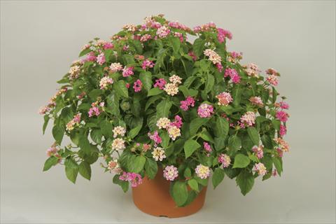 Photos von Blumenvarianten benutzt als: Topf und Beet Lantana camara Bandana® Pink
