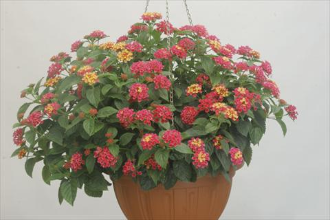 Photos von Blumenvarianten benutzt als: Topf und Beet Lantana camara Bandana® Rose