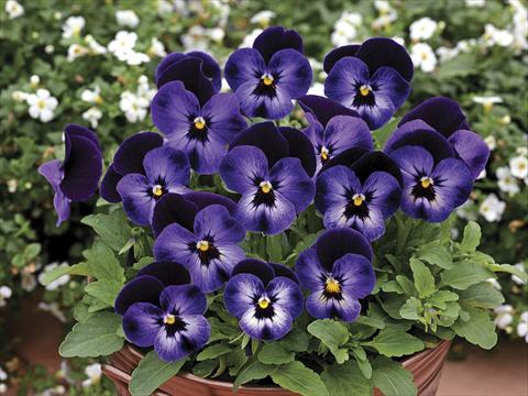 Photos von Blumenvarianten benutzt als: Topf und Beet Viola cornuta Penny Denim Jump Up