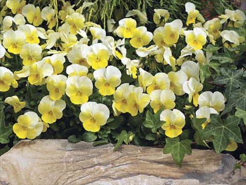 Photos von Blumenvarianten benutzt als: Topf und Beet Viola cornuta Penny Primrose Bicolor