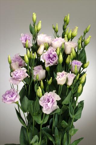 Photos von Blumenvarianten benutzt als: Schnittblume Lisianthus (Eustoma rusellianum) Super Magic Lavender