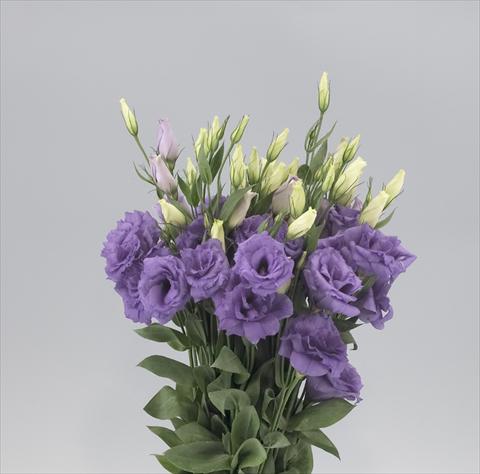 Photos von Blumenvarianten benutzt als: Schnittblume Lisianthus (Eustoma rusellianum) Super Magic Lavender Blue 805
