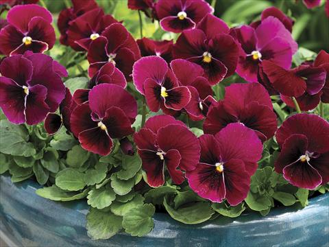 Photos von Blumenvarianten benutzt als: Topf und Beet Viola cornuta Penny Rose Blotch
