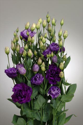 Photos von Blumenvarianten benutzt als: Schnittblume Lisianthus (Eustoma rusellianum) Super Magic Purple