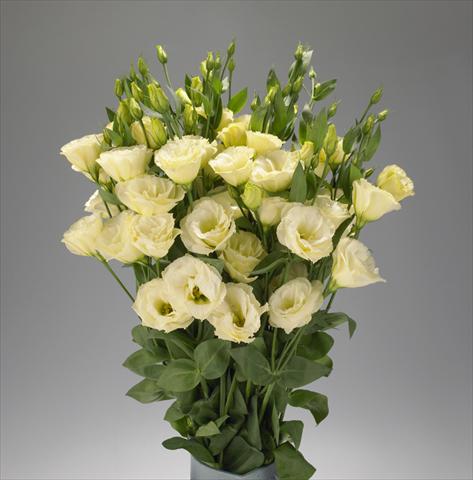 Photos von Blumenvarianten benutzt als: Schnittblume Lisianthus (Eustoma rusellianum) Super Magic Yellow 567