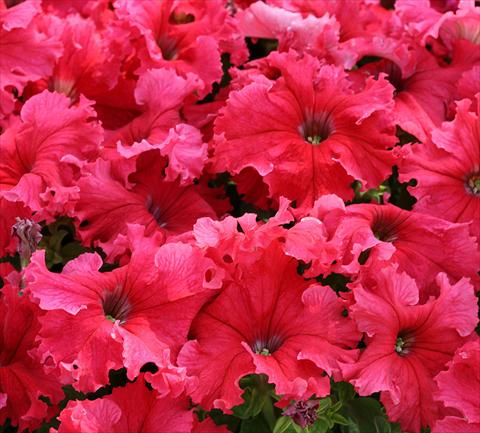 Photos von Blumenvarianten benutzt als: Beet, Topf oder Ampel Petunia grandiflora Frillytunia Tropical Red