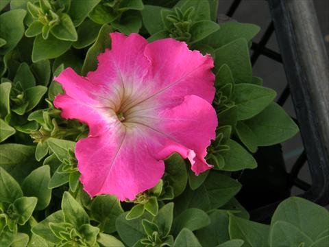 Photos von Blumenvarianten benutzt als: Topf, Beet, Terrasse, Ampel Petunia x hybrida Compatta Rose Morn