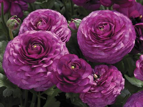 Photos von Blumenvarianten benutzt als: Topf und Beet Ranunculus asiaticus Maché Purple