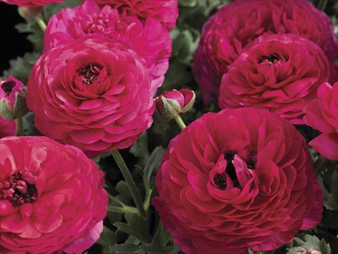 Photos von Blumenvarianten benutzt als: Topf und Beet Ranunculus asiaticus Maché Rose