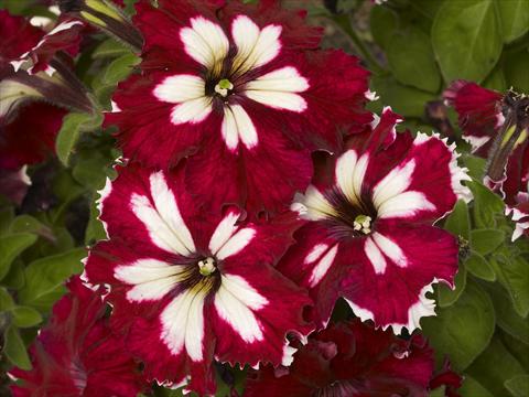 Photos von Blumenvarianten benutzt als: Topf, Beet, Terrasse, Ampel Petunia x hybrida Can Can Harlequin Burgundy