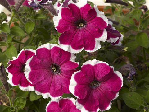 Photos von Blumenvarianten benutzt als: Topf, Beet, Terrasse, Ampel Petunia x hybrida Can Can Picotee Velvet