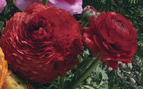 Photos von Blumenvarianten benutzt als: Topf Ranunculus asiaticus Magic Red