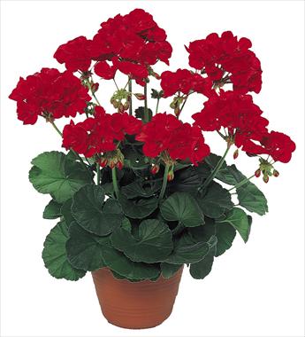 Photos von Blumenvarianten benutzt als: Terrasse, Topf Pelargonium peltatum pac® Scarletit