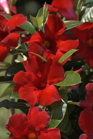 Photos von Blumenvarianten benutzt als: Topf, Terrasse, Ampel. Dipladenia (Mandevilla) Sundaville® Crimson King