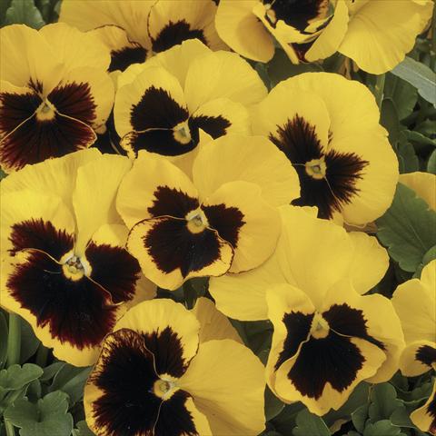 Photos von Blumenvarianten benutzt als: Topf und Beet Viola wittrockiana Mariposa Yellow Blotch