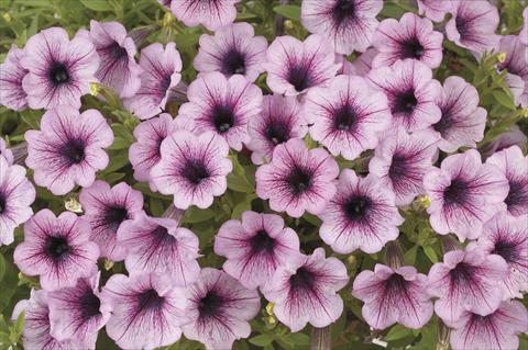 Photos von Blumenvarianten benutzt als: Topf, Beet, Terrasse, Ampel Petunia x hybrida Littletunia Breezy Pink