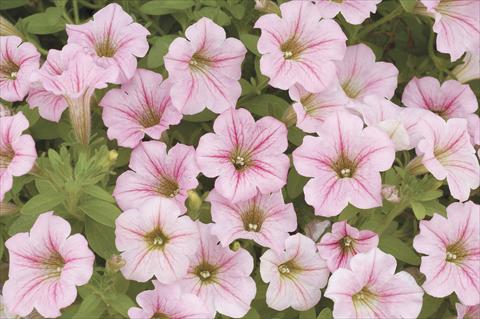 Photos von Blumenvarianten benutzt als: Topf, Beet, Terrasse, Ampel Petunia x hybrida Littletunia Pink