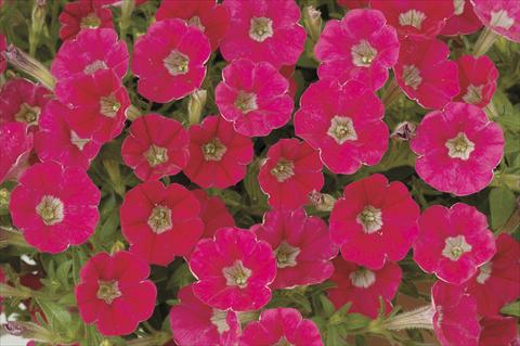 Photos von Blumenvarianten benutzt als: Topf, Beet, Terrasse, Ampel Petunia x hybrida Littletunia Red