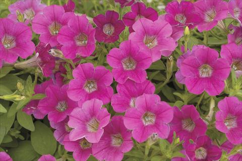 Photos von Blumenvarianten benutzt als: Topf, Beet, Terrasse, Ampel Petunia x hybrida Littletunia Rose
