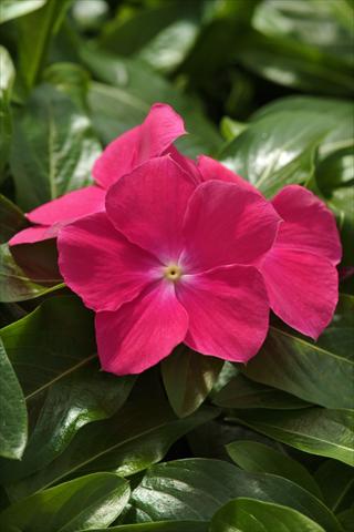 Photos von Blumenvarianten benutzt als: Ampel/Topf Catharanthus roseus - Vinca Mediterranean Hot Rose XP