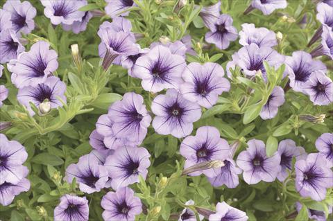 Photos von Blumenvarianten benutzt als: Topf, Beet, Terrasse, Ampel Petunia x hybrida Littletunia Violet
