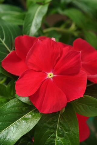 Photos von Blumenvarianten benutzt als: Beet, Topf oder Ampel Catharanthus roseus - Vinca Mediterranean Red XP