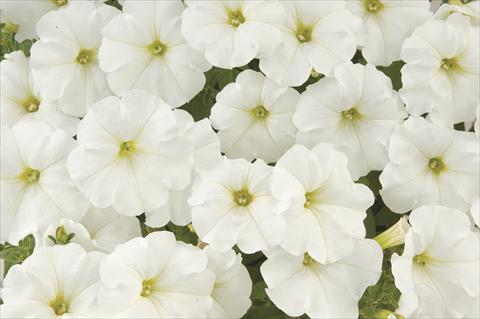 Photos von Blumenvarianten benutzt als: Topf, Beet, Terrasse, Ampel Petunia x hybrida White Ray