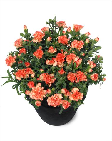 Photos von Blumenvarianten benutzt als: Topf Dianthus Mel