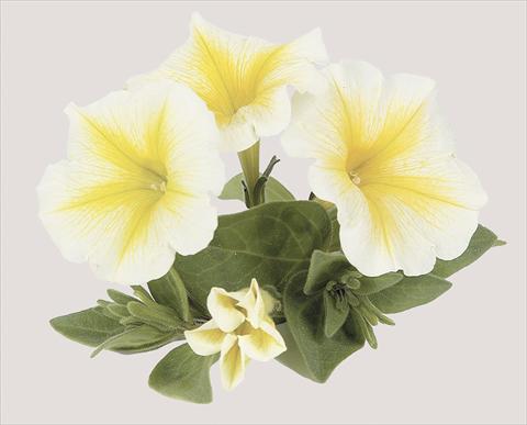 Photos von Blumenvarianten benutzt als: Topf, Beet, Terrasse, Ampel Petunia x hybrida Sun Ray