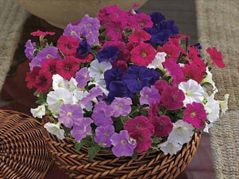Photos von Blumenvarianten benutzt als: Topf, Beet, Terrasse Petunia milliflora Piccobella F1 Mix