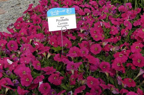Photos von Blumenvarianten benutzt als: Topf und Beet Petunia milliflora Picobella Carmine
