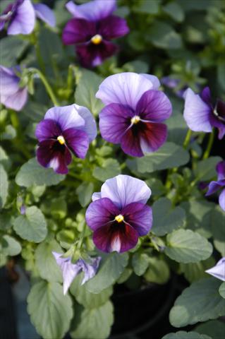 Photos von Blumenvarianten benutzt als: Topf, Beet, Terrasse Viola cornuta Caramella Ruby Beacon