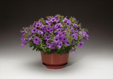 Photos von Blumenvarianten benutzt als: Topf und Beet Petunia pendula Sanguna® Lavender Vein