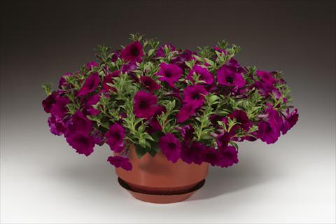Photos von Blumenvarianten benutzt als: Topf, Beet, Terrasse, Ampel Petunia pendula Sanguna® Purple