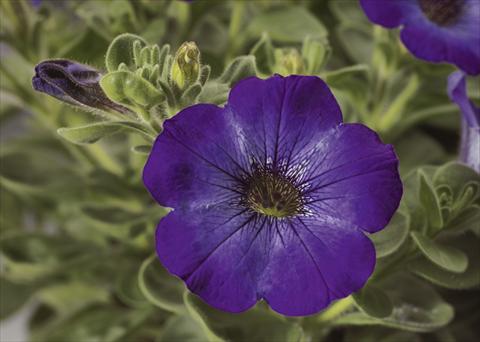 Photos von Blumenvarianten benutzt als: Topf, Beet, Terrasse, Ampel Petunia pendula Sanguna® Atomic Blue
