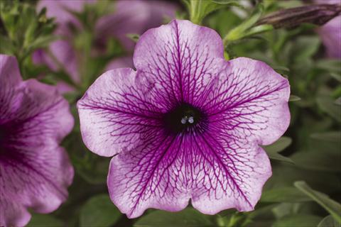 Photos von Blumenvarianten benutzt als: Topf, Beet, Terrasse, Ampel Petunia pendula Sanguna® Rose Vein