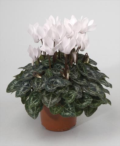 Photos von Blumenvarianten benutzt als: Topf und Beet Cyclamen persicum Miracle White Imp