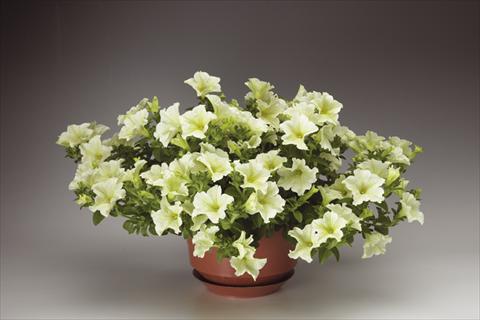 Photos von Blumenvarianten benutzt als: Topf, Beet, Terrasse, Ampel Petunia pendula Sanguna® Pastel Yellow