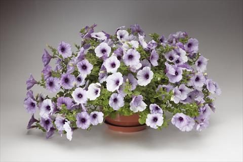 Photos von Blumenvarianten benutzt als: Topf, Beet, Terrasse, Ampel Petunia pendula Sanguna® Blue Vein
