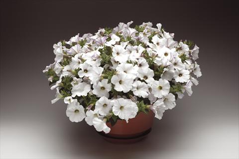Photos von Blumenvarianten benutzt als: Topf, Beet, Terrasse, Ampel Petunia pendula Sanguna® White Vein