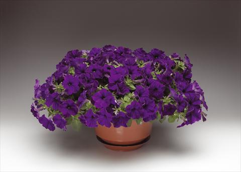 Photos von Blumenvarianten benutzt als: Topf, Beet, Terrasse, Ampel Petunia pendula Sanguna® Cobalt Blue