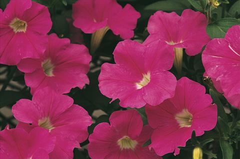Photos von Blumenvarianten benutzt als: Topf, Beet, Terrasse, Ampel Petunia x hybrida Whispers® Bright Pink
