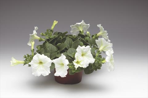 Photos von Blumenvarianten benutzt als: Topf, Beet, Terrasse, Ampel Petunia pendula Sanguna® Vanilla