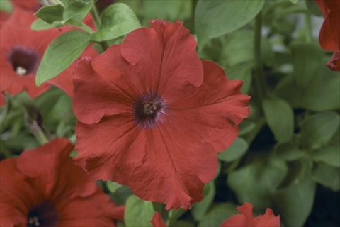 Photos von Blumenvarianten benutzt als: Topf, Beet, Terrasse, Ampel Petunia pendula Sanguna® Red