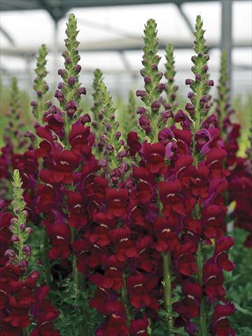Photos von Blumenvarianten benutzt als: Topf und Beet Antirrhinum majus Opus Bright Red
