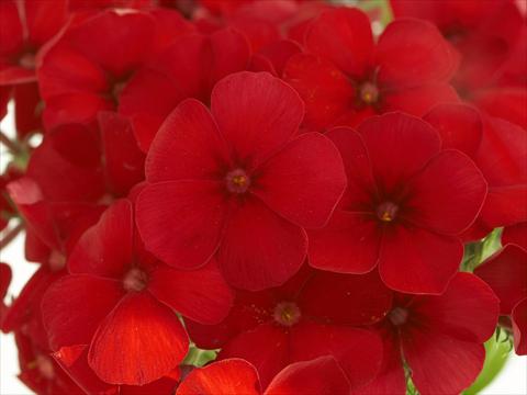 Photos von Blumenvarianten benutzt als: Topf und Beet Phlox Primavera Cherry Red