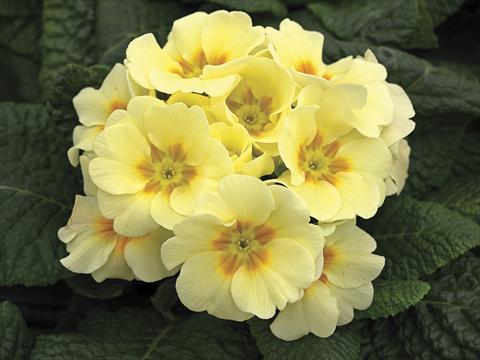 Photos von Blumenvarianten benutzt als: Topf, Beet, Terrasse, Ampel Primula acaulis, veris, vulgaris Orion Light Yellow