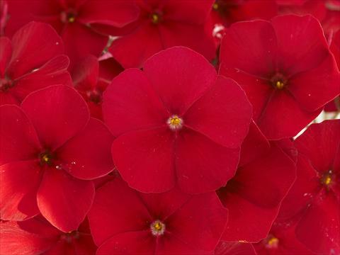 Photos von Blumenvarianten benutzt als: Topf und Beet Phlox Primavera Crimson